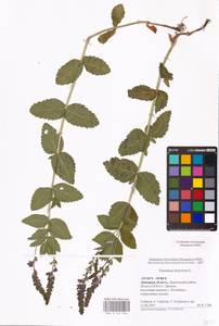 MHA 0 161 056, Veronica teucrium L., Eastern Europe, Central forest-and-steppe region (E6) (Russia)