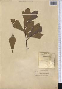 Quercus nigra L., America (AMER) (United States)