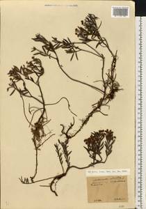 Andromeda polifolia L., Eastern Europe, North-Western region (E2) (Russia)