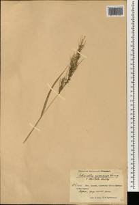 Echinochloa oryzoides (Ard.) Fritsch, South Asia, South Asia (Asia outside ex-Soviet states and Mongolia) (ASIA) (China)