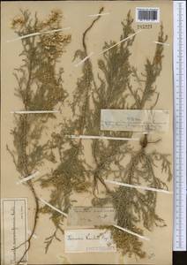 Tamarix gracilis Willd., Middle Asia, Muyunkumy, Balkhash & Betpak-Dala (M9) (Kazakhstan)