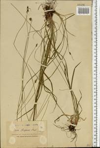 Carex norvegica Retz., Eastern Europe, Northern region (E1) (Russia)