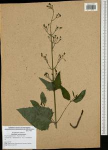 Scrophularia nodosa L., Eastern Europe, Central region (E4) (Russia)