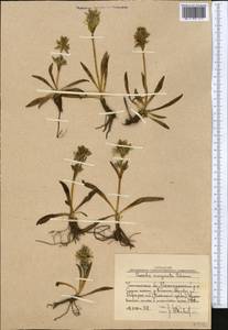 Swertia marginata Schrenk, Middle Asia, Western Tian Shan & Karatau (M3) (Uzbekistan)