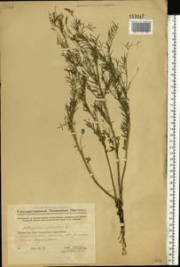 Astragalus sulcatus L., Eastern Europe, Eastern region (E10) (Russia)