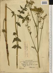 Pastinaca sativa L., Eastern Europe, West Ukrainian region (E13) (Ukraine)
