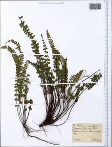 Asplenium monanthes L., Africa (AFR) (Ethiopia)