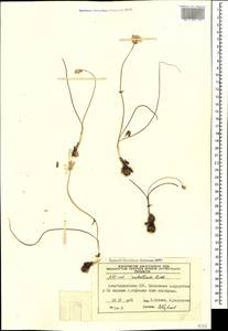 Allium rubellum M.Bieb., Caucasus, Azerbaijan (K6) (Azerbaijan)