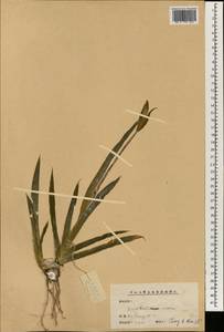 Iris tectorum Maxim., South Asia, South Asia (Asia outside ex-Soviet states and Mongolia) (ASIA) (China)