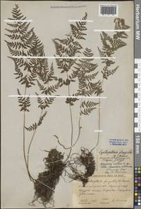 Cystopteris fragilis (L.) Bernh., Middle Asia, Western Tian Shan & Karatau (M3) (Kyrgyzstan)