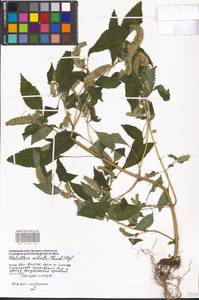 Elsholtzia ciliata (Thunb.) Hyl., Eastern Europe, Moscow region (E4a) (Russia)
