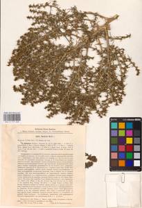 Salsola tragus L., Eastern Europe, Latvia (E2b) (Latvia)