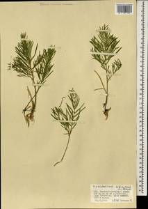 Cynanchum thesioides (Freyn) K. Schum., Mongolia (MONG) (Mongolia)