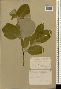 Sorbus subfusca (Ledeb. ex Nordm.) Boiss., Caucasus, Stavropol Krai, Karachay-Cherkessia & Kabardino-Balkaria (K1b) (Russia)