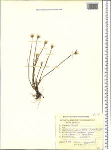 Hordeum marinum subsp. gussoneanum (Parl.) Thell., Caucasus, Stavropol Krai, Karachay-Cherkessia & Kabardino-Balkaria (K1b) (Russia)