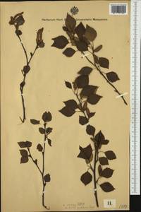 Betula pubescens Ehrh., Eastern Europe, West Ukrainian region (E13) (Ukraine)