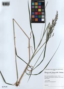 Calamagrostis purpurea (Trin.) Trin., Siberia, Altai & Sayany Mountains (S2) (Russia)