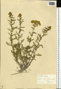 Achillea nobilis L., Eastern Europe, North Ukrainian region (E11) (Ukraine)