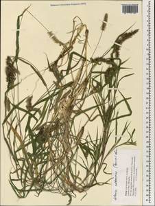 Setaria verticillata (L.) P.Beauv., South Asia, South Asia (Asia outside ex-Soviet states and Mongolia) (ASIA) (Cyprus)