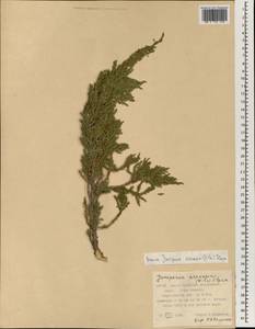 Juniperus sabina var. arenaria (E.H. Wilson) Farjon, South Asia, South Asia (Asia outside ex-Soviet states and Mongolia) (ASIA) (China)