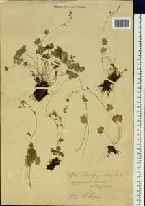 Saxifraga sibirica L., Siberia, Western (Kazakhstan) Altai Mountains (S2a) (Kazakhstan)