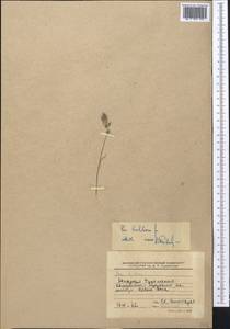 Poa bulbosa L., Middle Asia, Karakum (M6) (Turkmenistan)