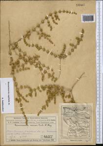 Horaninovia capitata Sukhor., Middle Asia, Muyunkumy, Balkhash & Betpak-Dala (M9) (Kazakhstan)