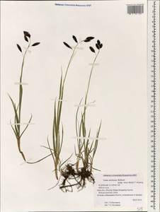 Carex atrofusca subsp. minor (Boott) T.Koyama, South Asia, South Asia (Asia outside ex-Soviet states and Mongolia) (ASIA) (China)