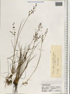 Juncus alpinoarticulatus Chaix, Eastern Europe, Central forest region (E5) (Russia)