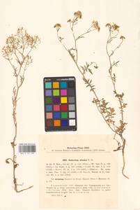 Rorippa sylvestris (L.) Besser, Eastern Europe, North Ukrainian region (E11) (Ukraine)