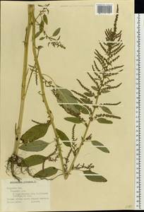 Amaranthus cruentus L., Eastern Europe, North-Western region (E2) (Russia)