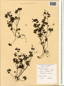 Geranium lucidum L., Caucasus, Krasnodar Krai & Adygea (K1a) (Russia)