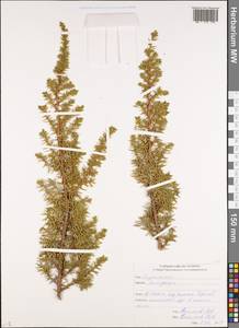 Juniperus, Caucasus, South Ossetia (K4b) (South Ossetia)
