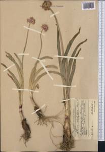 Allium carolinianum Redouté, Middle Asia, Western Tian Shan & Karatau (M3) (Uzbekistan)
