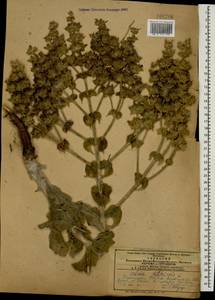 Salvia aethiopis L., Caucasus, Azerbaijan (K6) (Azerbaijan)