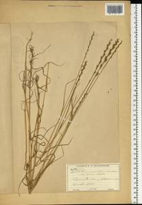 Lolium remotum Schrank, Eastern Europe, Moscow region (E4a) (Russia)