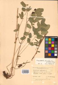 Sanguisorba officinalis L., Siberia, Russian Far East (S6) (Russia)