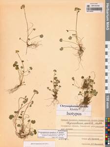 Chrysosplenium wrightii subsp. saxatile (Khokhr.) Vorosch., Siberia, Chukotka & Kamchatka (S7) (Russia)