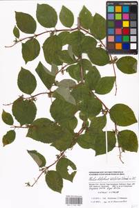 Philadelphus pubescens Loisel., Eastern Europe, Moscow region (E4a) (Russia)