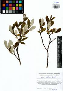 Salix krylovii E. Wolf, Siberia, Baikal & Transbaikal region (S4) (Russia)