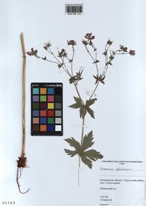 KUZ 000 134, Geranium sylvaticum L., Siberia, Altai & Sayany Mountains (S2) (Russia)