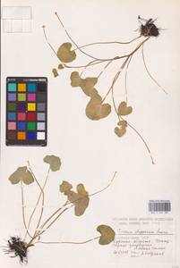 Ficaria verna Huds., Eastern Europe, Central forest-and-steppe region (E6) (Russia)