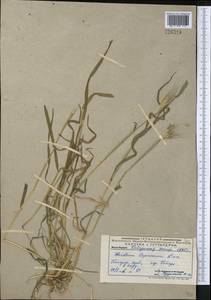 Hordeum murinum subsp. leporinum (Link) Arcang., Middle Asia, Pamir & Pamiro-Alai (M2) (Uzbekistan)