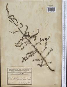 Suaeda microphylla (C. A. Mey.) Pall., Middle Asia, Syr-Darian deserts & Kyzylkum (M7) (Kazakhstan)