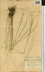 Stipa krylovii Roshev., Siberia, Altai & Sayany Mountains (S2) (Russia)