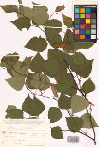 Betula pendula Roth, Siberia, Russian Far East (S6) (Russia)