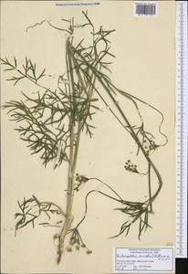 Dichoropetalum carvifolia (Vill.) Pimenov & Kljuykov, Western Europe (EUR) (Slovenia)