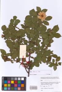 Rosa balsamica Besser, Eastern Europe, Central forest-and-steppe region (E6) (Russia)