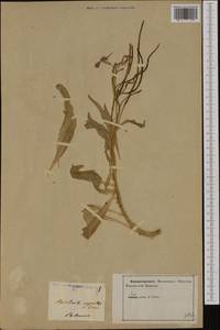 Matthiola incana subsp. rupestris (Raf.) Nyman, Western Europe (EUR) (Italy)