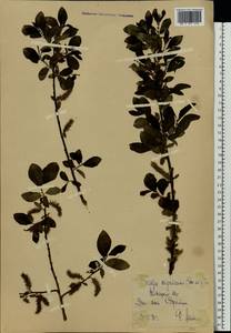 Salix myrsinifolia Salisb., Eastern Europe, Central forest-and-steppe region (E6) (Russia)